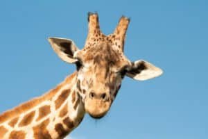 giraff